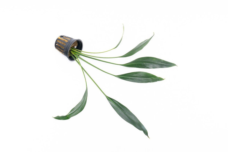 Bucephalandra Goliath Bucephalandra - Buce Plant