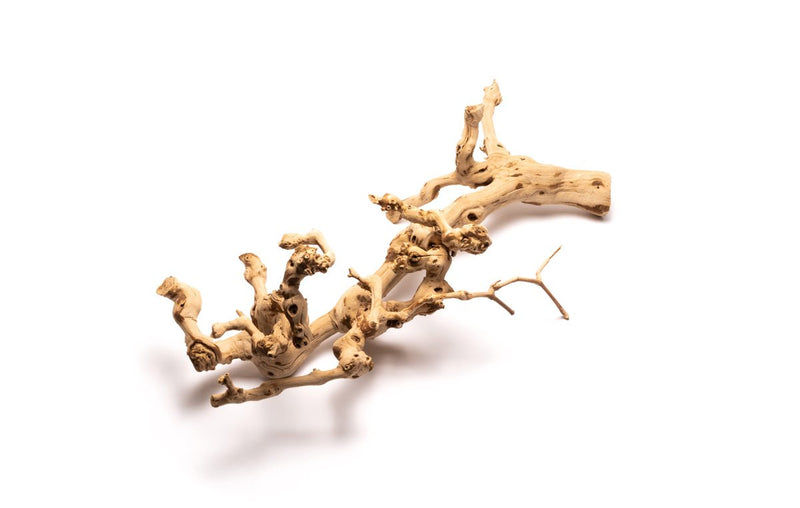 Grape Wood (Large) 20-28"  - Buce Plant