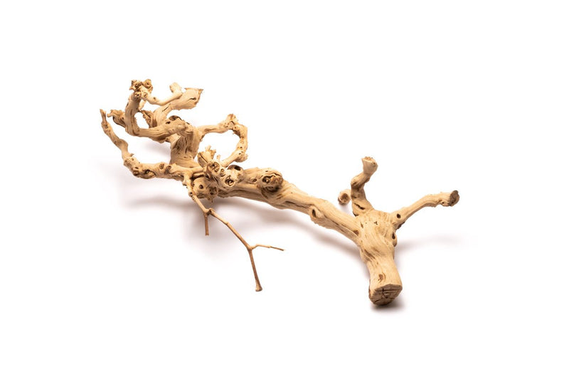 Grape Wood (Large) 20-28"  - Buce Plant