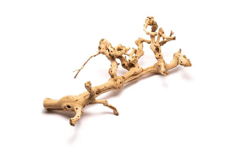 Grape Wood (Large) 20-28"  - Buce Plant