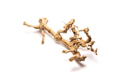 Grape Wood (Large) 20-28"  - Buce Plant