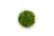 Gratiola Viscidula Aquatic Farmer Tissue Culture Aquatic Plant - Buce Plant
