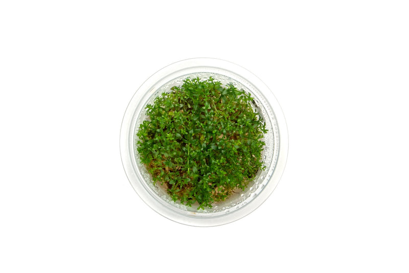 Gratiola Viscidula Aquatic Farmer Tissue Culture Aquatic Plant - Buce Plant
