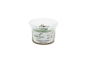 Gratiola Viscidula Aquatic Farmer Tissue Culture Aquatic Plant - Buce Plant