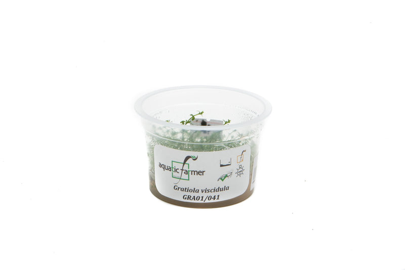Gratiola Viscidula Aquatic Farmer Tissue Culture Aquatic Plant - Buce Plant