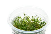 Gratiola Viscidula Aquatic Farmer Tissue Culture Aquatic Plant - Buce Plant