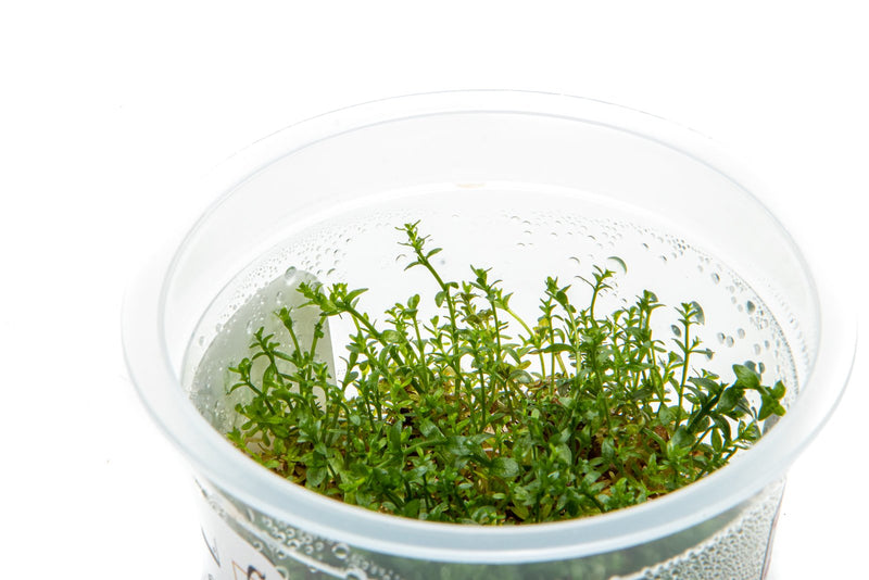 Gratiola Viscidula Aquatic Farmer Tissue Culture Aquatic Plant - Buce Plant