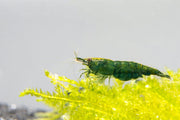 Fresh green Jade shrimp, a high-quality seafood product from JA, displayed in a natural setting with vibrant green coloration.