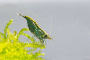 Fresh green jade shrimp from JA, showcasing vibrant green color and natural texture, ideal for seafood dishes.