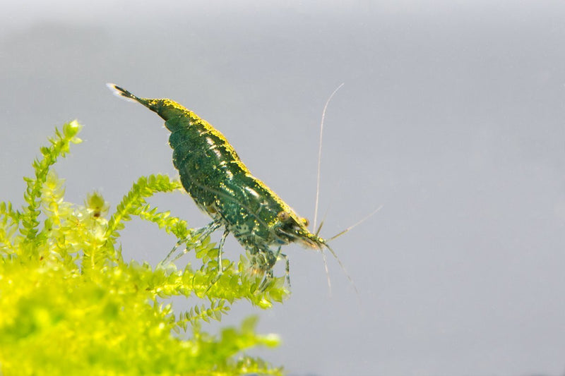 Fresh green jade shrimp from JA, showcasing vibrant green color and natural texture, ideal for seafood dishes.