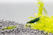 Fresh green jade shrimp from JA, showcasing vibrant green coloration and natural shrimp appearance for seafood dishes.