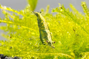 Fresh green jade shrimp from JA, showcasing vibrant green jade-colored shell and detailed texture in a close-up view.