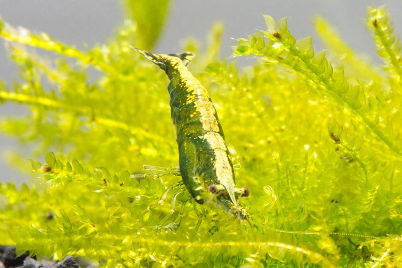 Fresh green jade shrimp from JA, showcasing vibrant green jade-colored shell and detailed texture in a close-up view.