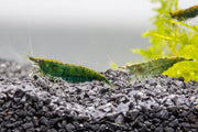 Fresh green jade shrimp from JA, showcasing vibrant green color and natural shell texture, ideal for seafood dishes.