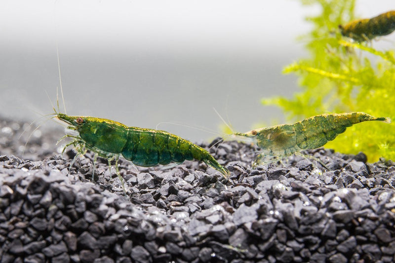 Fresh green jade shrimp from JA, showcasing vibrant green color and natural shell texture, ideal for seafood dishes.