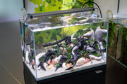 Green Water Labs algae control water conditioner in a clear bottle, designed to reduce algae in ponds and aquariums.