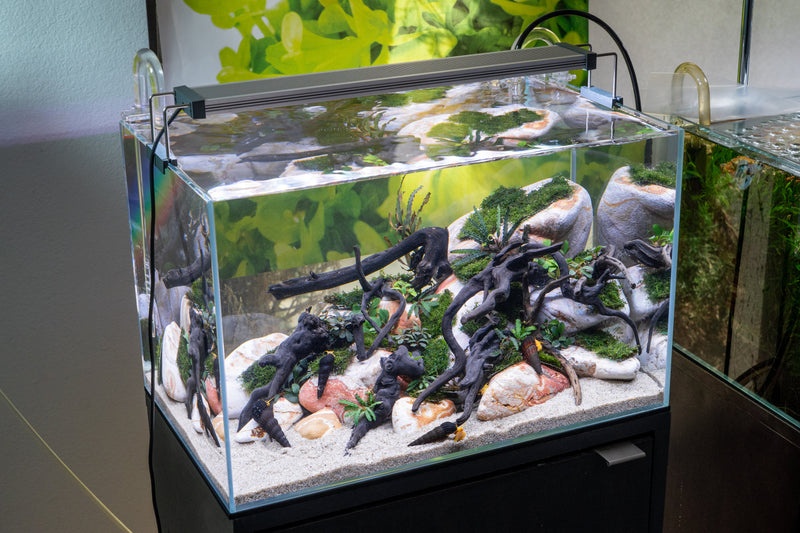 Green Water Labs algae control water conditioner in a clear bottle, designed to reduce algae in ponds and aquariums.