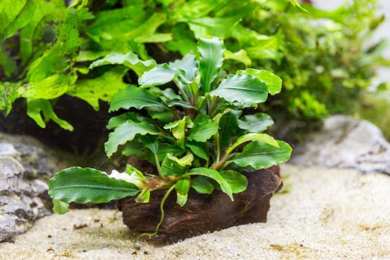 Bucephalandra Green Wavy on Driftwood Bucephalandra - Buce Plant
