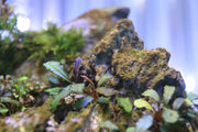 Bucephalandra Hades Bucephalandra - Buce Plant