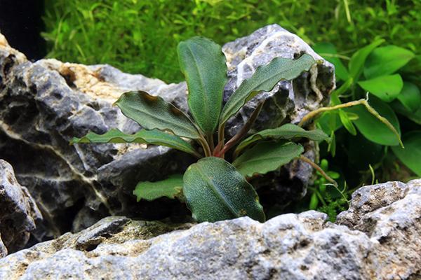 Bucephalandra Hades Bucephalandra - Buce Plant
