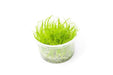 Hair Grass Tissue Culture - BucePlant.com