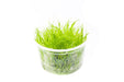 Hair Grass Tissue Culture - BucePlant.com