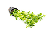 Healthy Hedyotis Salzmannii aquatic plant from CPA with vibrant green leaves, suitable for freshwater aquariums.