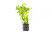 Healthy Hedyotis Salzmannii aquatic plant from CPA with vibrant green leaves suitable for freshwater aquariums.
