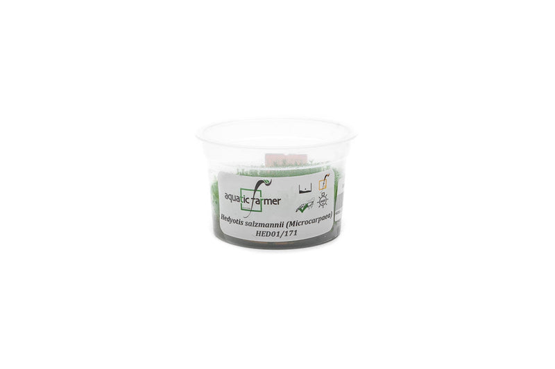 Hedyotis Salzmannii Aquatic Farmer Tissue Culture Aquatic Plant - Buce Plant
