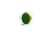 Hedyotis Salzmannii Aquatic Farmer Tissue Culture Aquatic Plant - Buce Plant