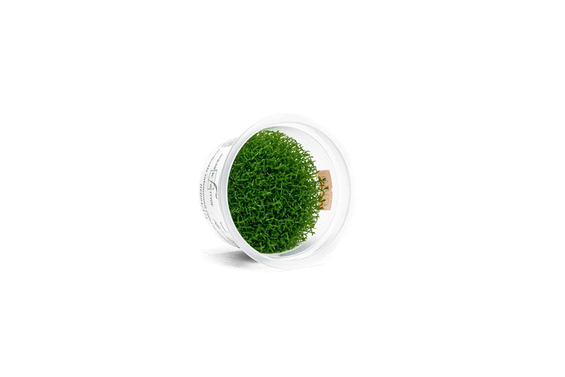 Hedyotis Salzmannii Aquatic Farmer Tissue Culture Aquatic Plant - Buce Plant