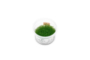 Hedyotis Salzmannii Aquatic Farmer Tissue Culture Aquatic Plant - Buce Plant