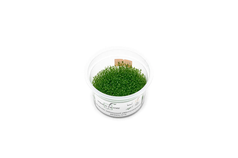 Hedyotis Salzmannii Aquatic Farmer Tissue Culture Aquatic Plant - Buce Plant