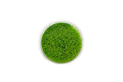 Hedyotis Salzmannii UNS Tissue Culture Aquatic Plant - Buce Plant