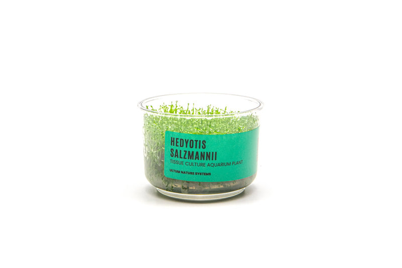 Hedyotis Salzmannii UNS Tissue Culture Aquatic Plant - Buce Plant