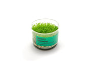 Hedyotis Salzmannii UNS Tissue Culture Aquatic Plant - Buce Plant