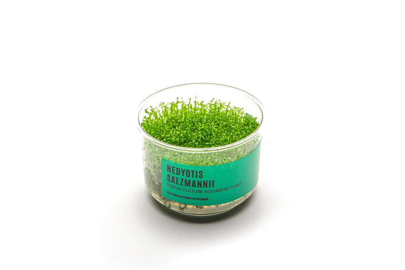 Hedyotis Salzmannii UNS Tissue Culture Aquatic Plant - Buce Plant
