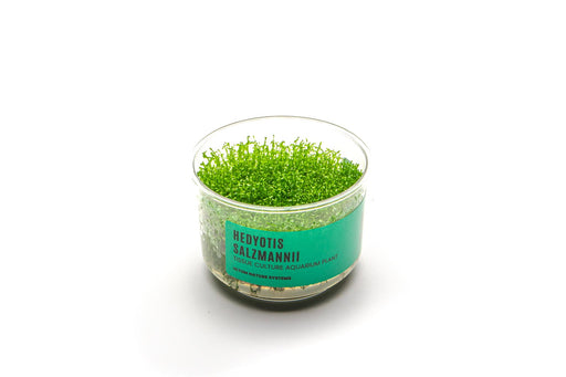 Hedyotis Salzmannii Tissue Culture