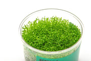 Hedyotis Salzmannii UNS Tissue Culture Aquatic Plant - Buce Plant