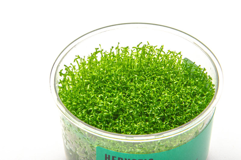 Hedyotis Salzmannii UNS Tissue Culture Aquatic Plant - Buce Plant