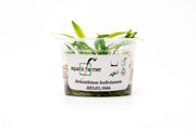 Helanthium Bolivianum Aquatic Farmer Tissue Culture Aquatic Plant - Buce Plant