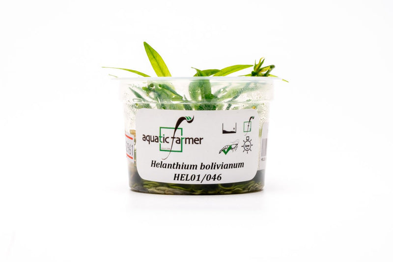 Helanthium Bolivianum Aquatic Farmer Tissue Culture Aquatic Plant - Buce Plant