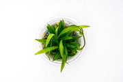 Helanthium Bolivianum Aquatic Farmer Tissue Culture Aquatic Plant - Buce Plant
