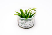 Helanthium Bolivianum Aquatic Farmer Tissue Culture Aquatic Plant - Buce Plant