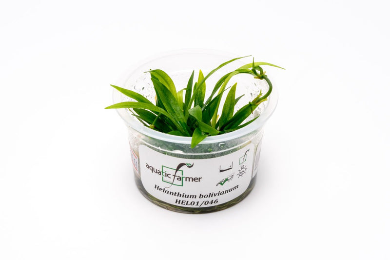 Helanthium Bolivianum Aquatic Farmer Tissue Culture Aquatic Plant - Buce Plant
