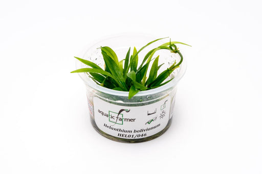 Helanthium Bolivianum Aquatic Farmer Tissue Culture