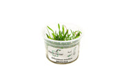 Helanthium Tenellum Aquatic Farmer Tissue Culture Aquatic Plant - Buce Plant