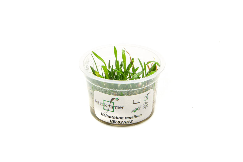 Helanthium Tenellum Aquatic Farmer Tissue Culture Aquatic Plant - Buce Plant