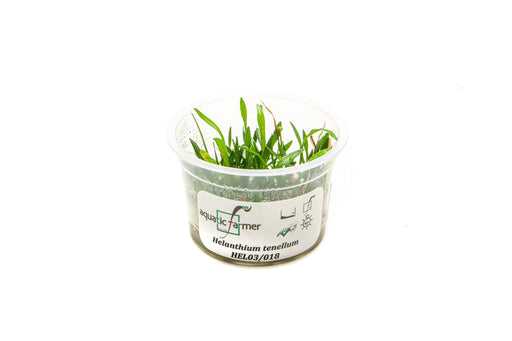 Helanthium Tenellum Aquatic Farmer Tissue Culture