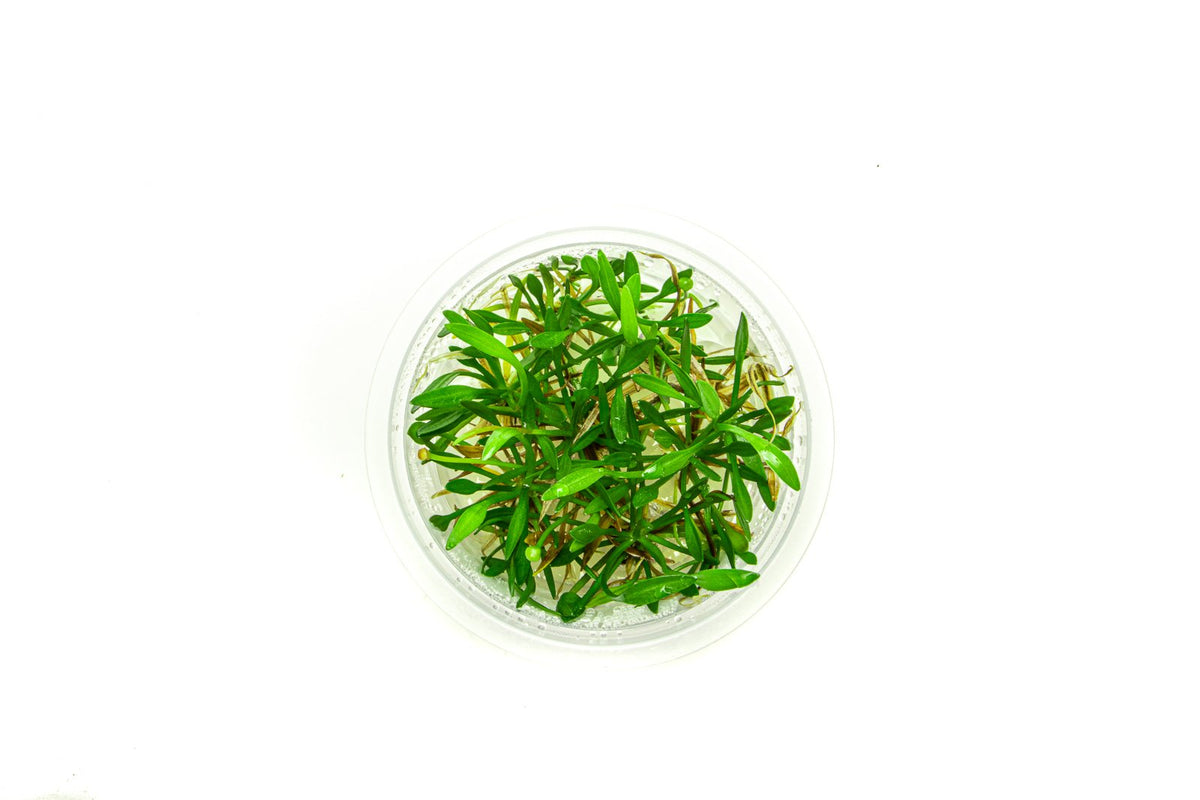 Helanthium Tenellum Aquatic Farmer Tissue Culture — Buce Plant